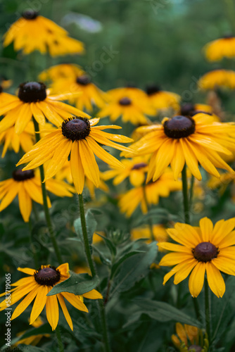 Rudbeckia plants, the Asteraceae yellow and brown flowers, common names of coneflowers and black eyed susans. Positive and happy feeling in spring given by flowers.