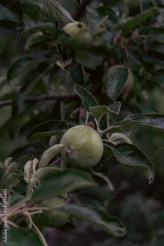 Fototapeta premium A tree full of paradise apples in the garden. A man's hand harvests paradise apples. Farmers hands with freshly picked apples.