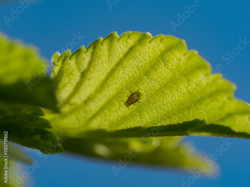 un minusculo insecto ocultándose detras de una hoja photo