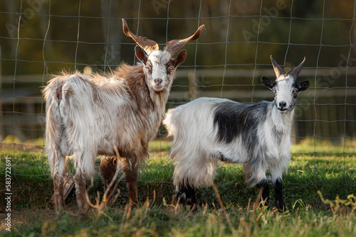 Two Girgentana breed goats. Farm animals. photo