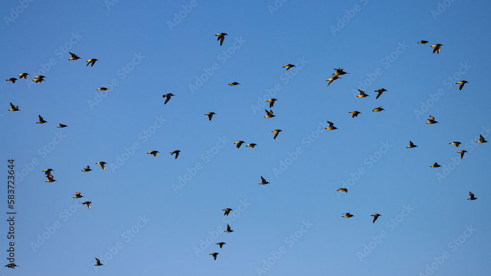 A large flock of shorebirds flies in the blue sky over the famous Nudgee beach near Brisbane, Queensland, Australia A large flock of shorebirds flies in the blue sky over the famous Nudgee beach near Brisbane, Queensland, Australia