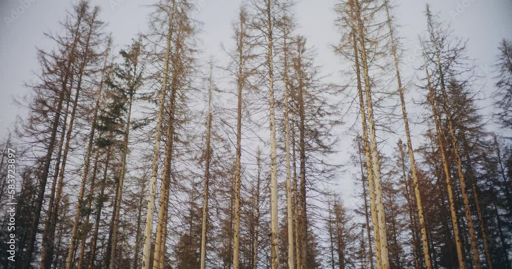 Medium Shot of Woods Forest In Mountains Medium Shot of Woods Forest In Mountains