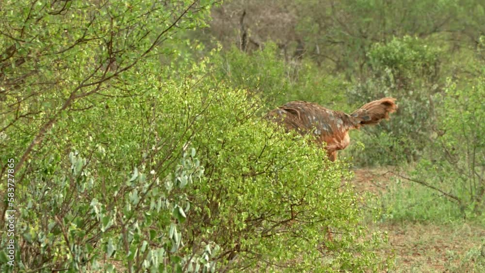 Female Ostrich Walking And Foraging Food In Savannah In Tsavo West National Park, Kenya. - wide Female Ostrich Walking And Foraging Food In Savannah In Tsavo West National Park, Kenya. - wide