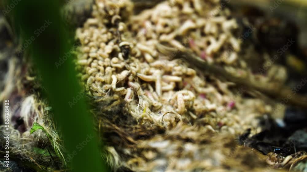 Low POV of larvae on decomposing animal. Gimbal, macro close up Low POV of larvae on decomposing animal. Gimbal, macro close up