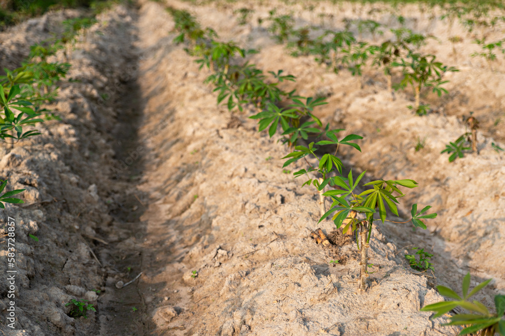 Cassava field on sunrise. Food it is commonly used animal feed. sampou during summer. Product name is Yuca, Mandioa, Manioc, Tapioca. Cassava field on sunrise. Food it is commonly used animal feed. sampou during summer. Product name is Yuca, Mandioa, Manioc, Tapioca.