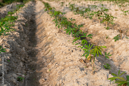 Cassava field on sunrise. Food it is commonly used animal feed. sampou during summer. Product name is Yuca, Mandioa, Manioc, Tapioca. photo