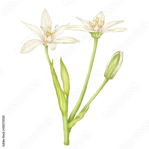 Obraz na płótnie blooming star of bethlehem with bubs illustration isolated on white background