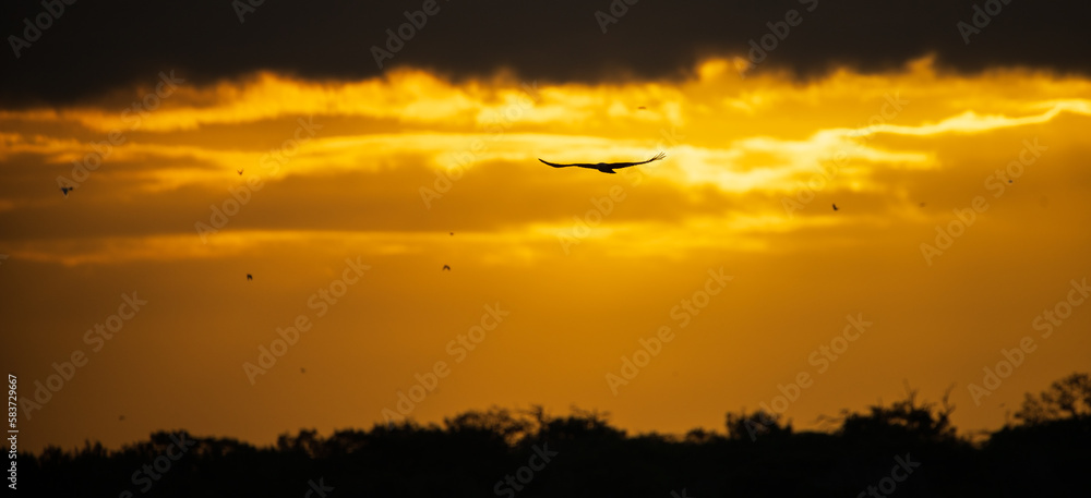 Silhouetted eagle flying off to the distance against the dramatic golden skies early in the morning.
