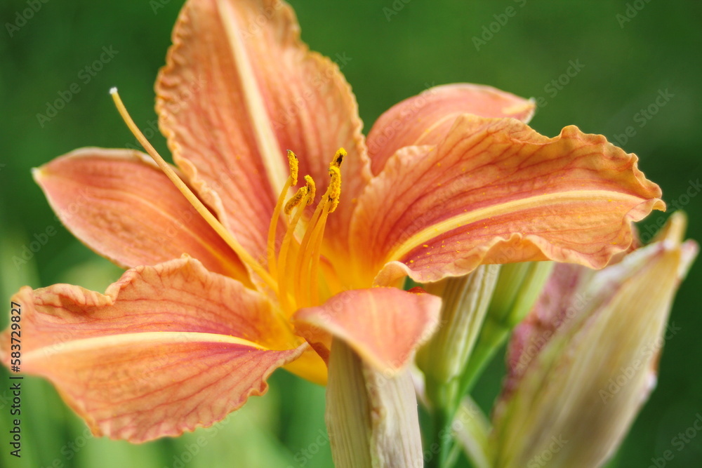 Orange lily flower in the garden. Shallow depth of field. Orange lily flower in the garden. Shallow depth of field.