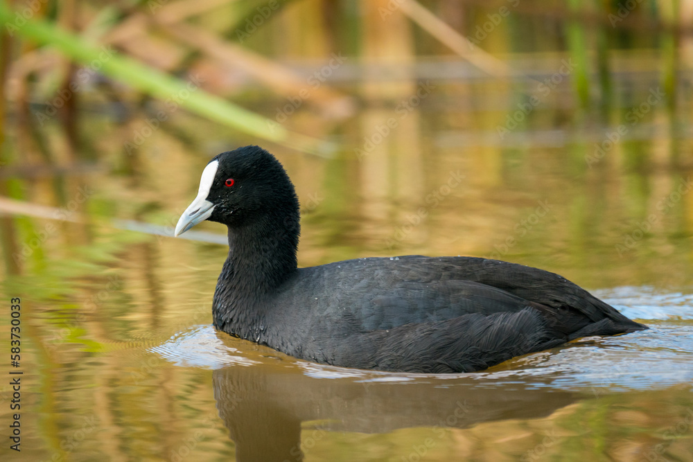 Duck swimming Duck swimming