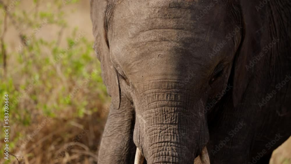 Close-up Of An Elephant Looking Downwards Close-up Of An Elephant Looking Downwards