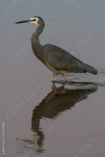 Grey Heron and its reflection © Darran