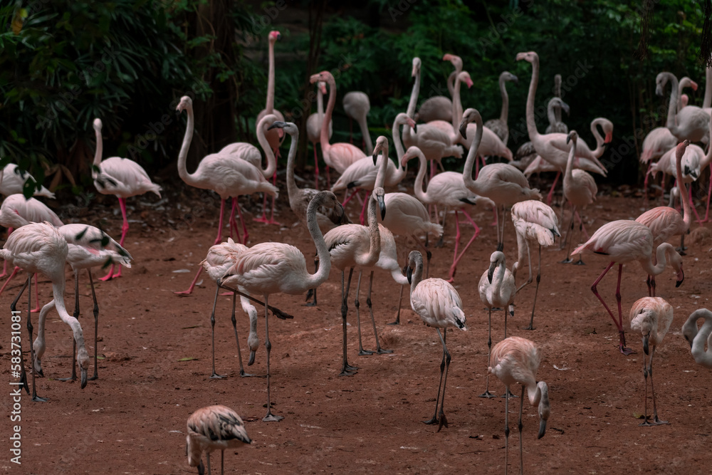 American aka Caribbean flamingos Phoenicopterus ruber at the lagoon of Celestun, Yucatan, Mexico American aka Caribbean flamingos Phoenicopterus ruber at the lagoon of Celestun, Yucatan, Mexico
