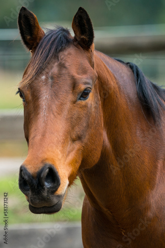 Quarter horse © Darran