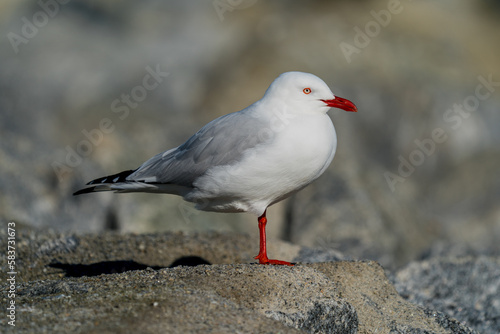 Sea gull on rocks