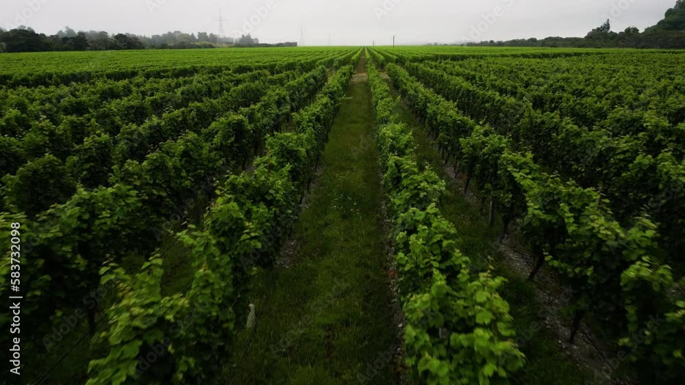 Rows of green grape vines on vineyard plantation in New Zealand, aerial Rows of green grape vines on vineyard plantation in New Zealand, aerial