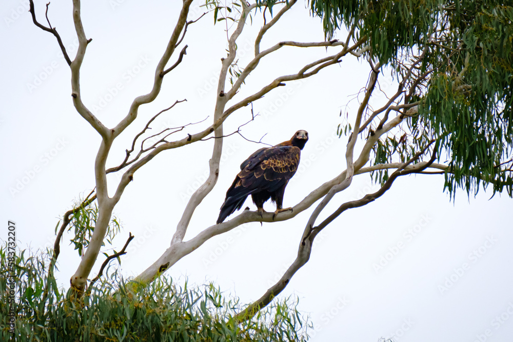 Wedge tail eagle Wedge tail eagle