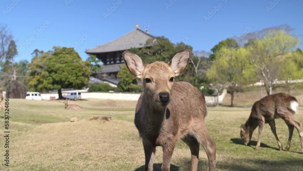 Nara Japan Deer Park.