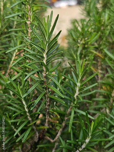 Fresh rosemary in the garden