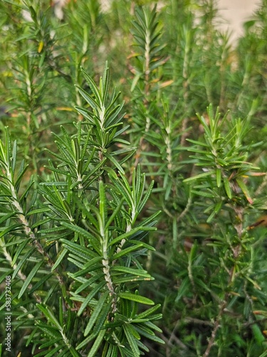 Fresh rosemary in the garden