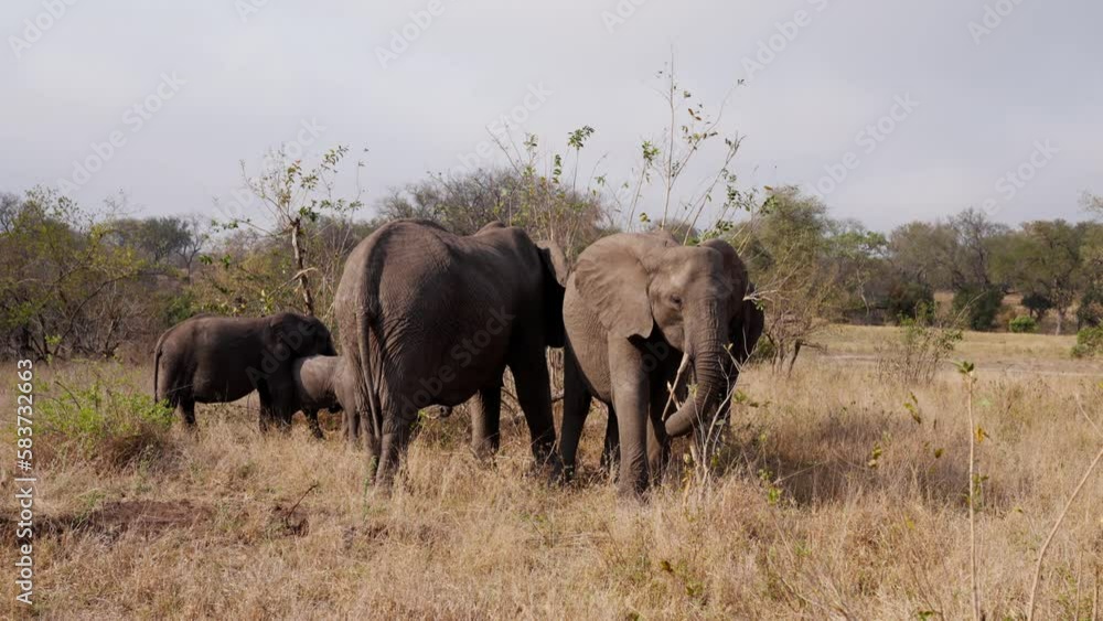 Herd Of Elephant On A Grassy Field Herd Of Elephant On A Grassy Field