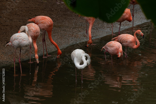 A group of eight flamingoes standing at the edge of a pool