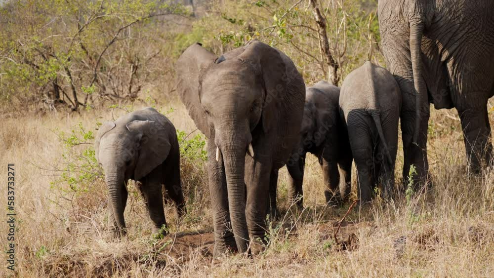 Elephant Calves On Grassland During Daytime Elephant Calves On Grassland During Daytime