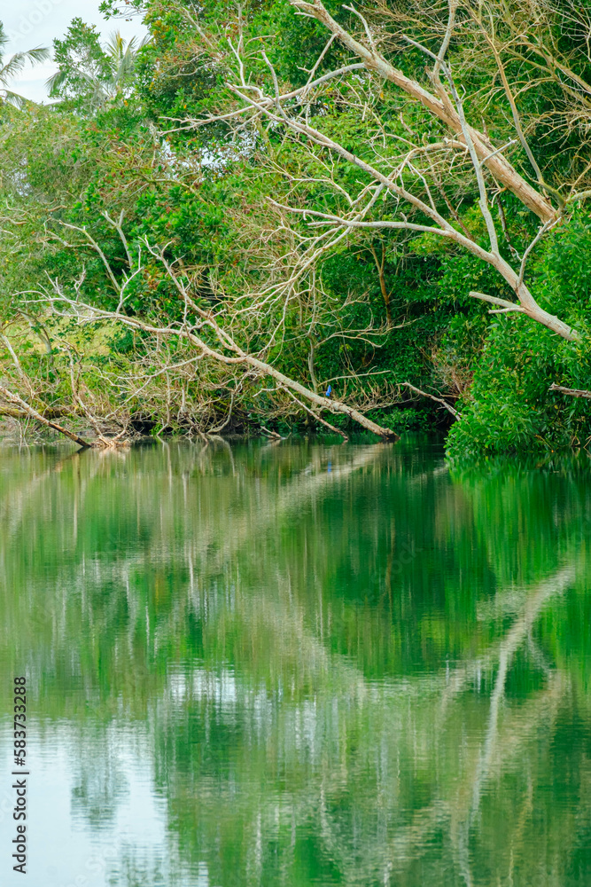 Mangroves swamp in Marang, Terengganu, Malaysia. Mangroves swamp in Marang, Terengganu, Malaysia.