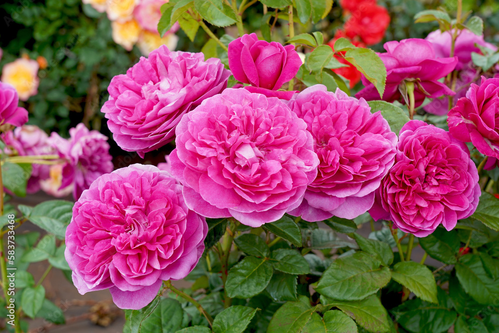 Foto de Rosa 'James L Austin' (Auspike). A deep pink English shrub rose