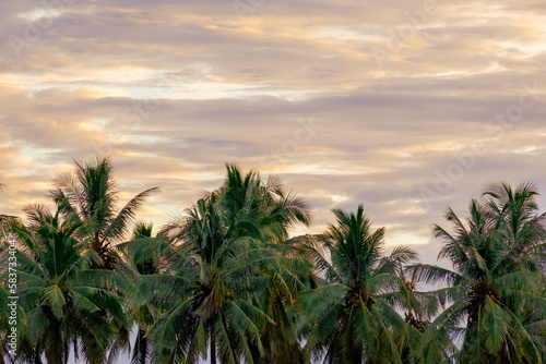 Beautiful coconut trees scenery during dusk at Kampung Jambu Bongkok, Marang, Terengganu, Malaysia