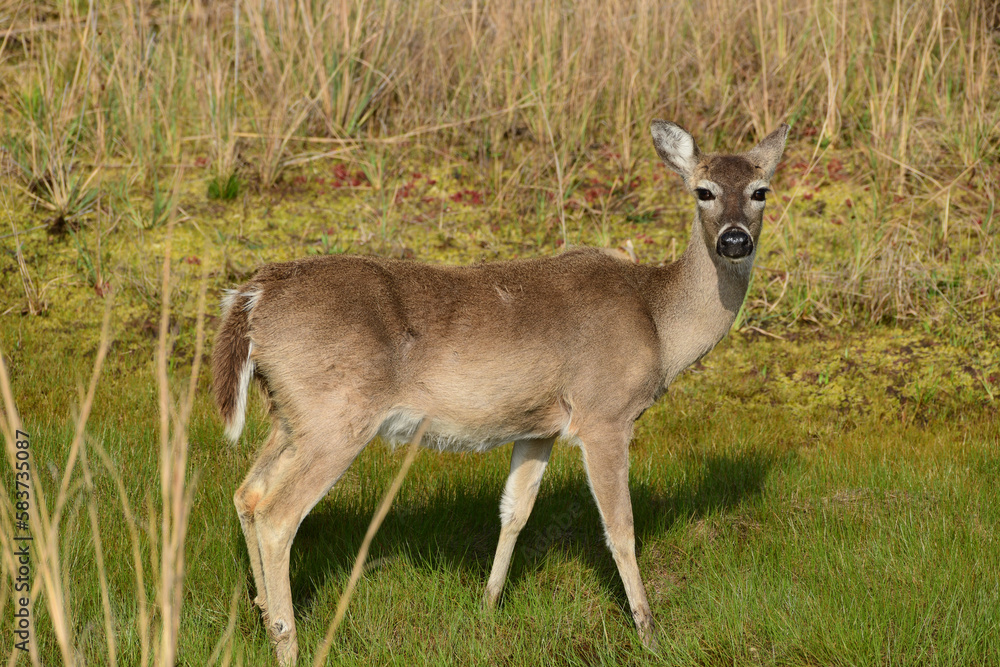 Deer at St Andrews State Park, Panama City Florida Deer at St Andrews State Park, Panama City Florida