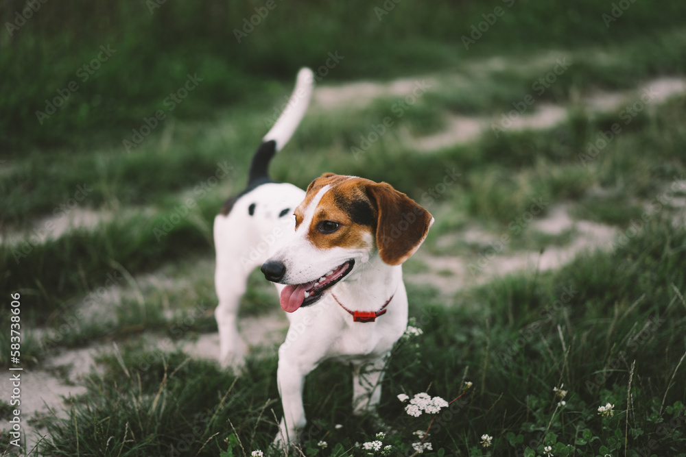 Jack Russell Terrier plays on grass, close-up. The concept of animals