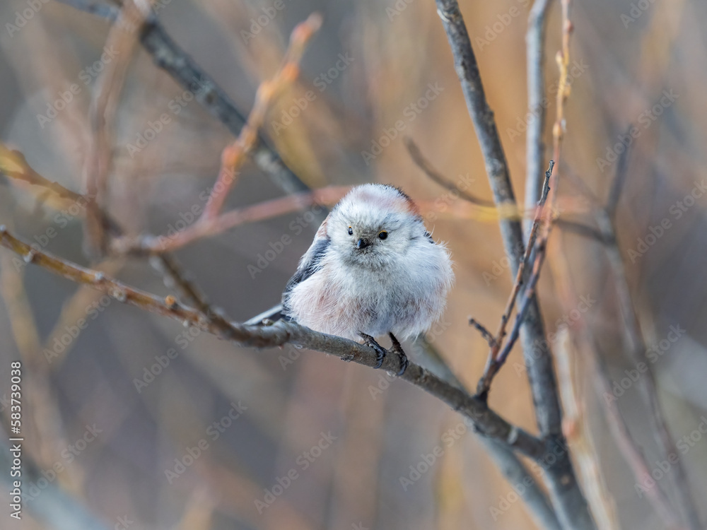 European long-tailed tit, latin name Aegithalos caudatus. A bird sitting on a branch in a deciduous forest. European long-tailed tit, latin name Aegithalos caudatus. A bird sitting on a branch in a deciduous forest.