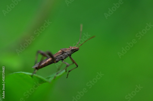 green shield bug © terin