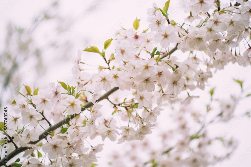 Japanese sakura cherry blossoms against blue sky Japanese sakura cherry blossoms against blue sky
