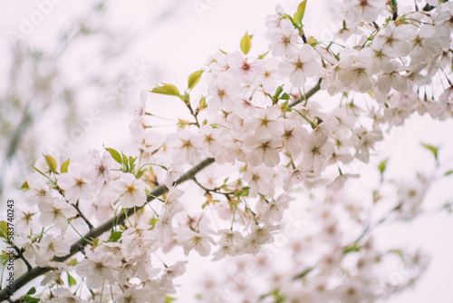 Japanese sakura cherry blossoms against blue sky photo