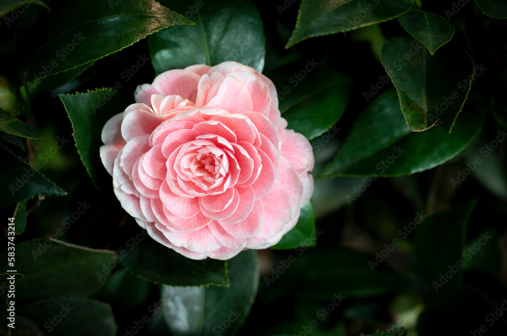 Close-up of Camellia flower with pinkish-orange petals blooming in the garden on a dark green background. Camellia that used as a drink, tea, or food (oil in seeds) and used to decorate the garden. Close-up of Camellia flower with pinkish-orange petals blooming in the garden on a dark green background. Camellia that used as a drink, tea, or food (oil in seeds) and used to decorate the garden.