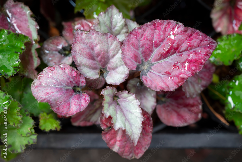 Natural background of Purplish red begonia leaves with water droplets. The ornamental plants for decorating in the garden.