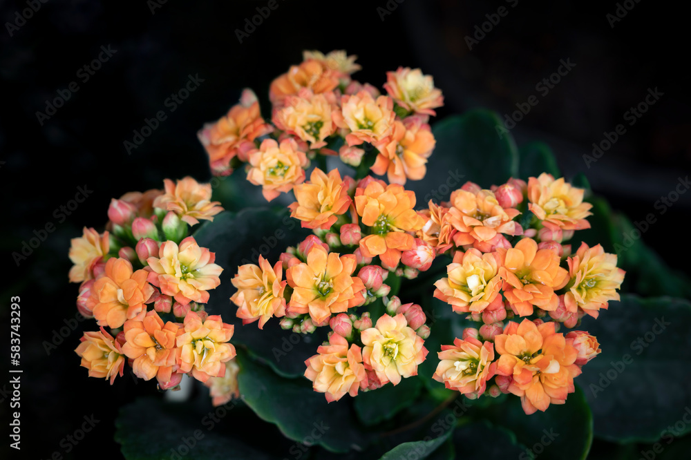 Close-up of small Orange Kalanchoe flowers blooming in the garden with natural sunlight on a dark background. Succulent plants. The ornamental plants for decorating in the garden or room decor. Close-up of small Orange Kalanchoe flowers blooming in the garden with natural sunlight on a dark background. Succulent plants. The ornamental plants for decorating in the garden or room decor.