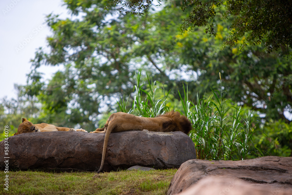 Fototapeta premium Male and Female Lions