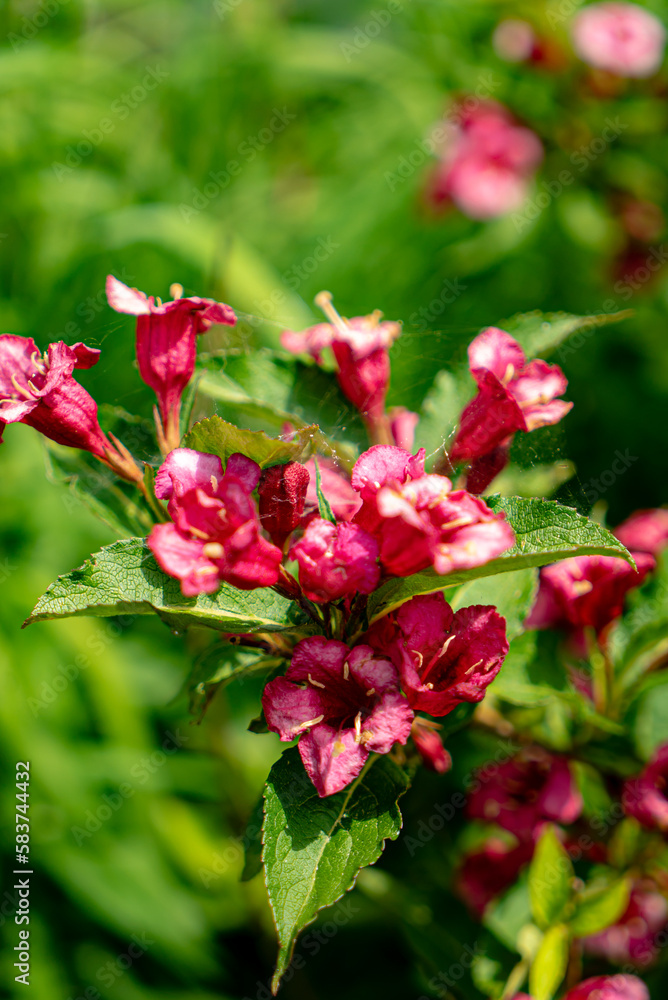 Weigela (Weigela florida), close up of the flower head Weigela (Weigela florida), close up of the flower head