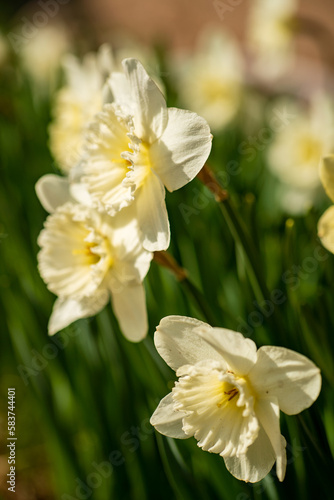 Spring flower narcissus close-up in the garden
