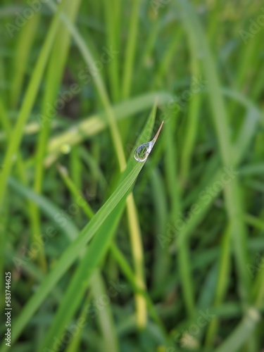 Water drops on leaves 