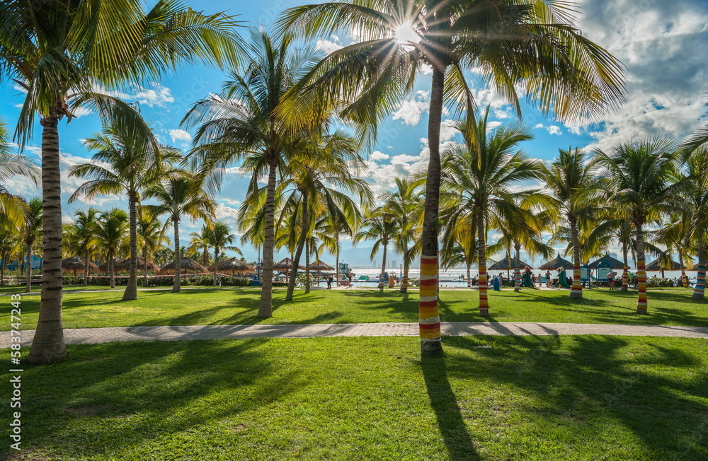 palm trees on the beach