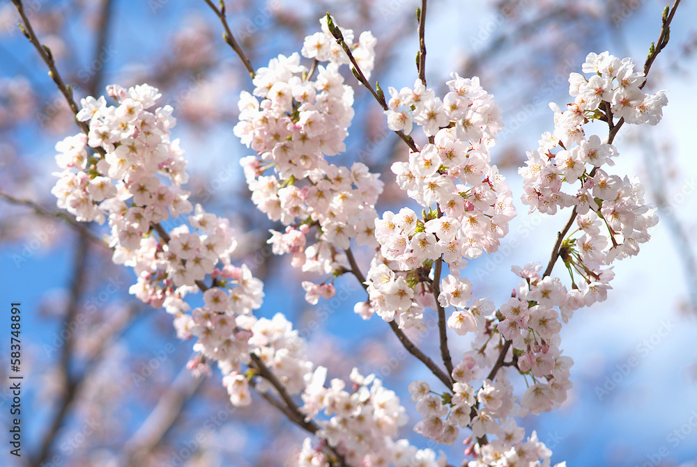 Beautiful blooming cherry blossom in the Spring of Japan. Beautiful blooming cherry blossom in the Spring of Japan.