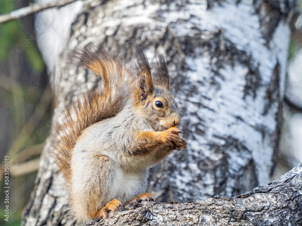 The squirrel with nut sits on a branches in the spring or summer. The squirrel with nut sits on a branches in the spring or summer.
