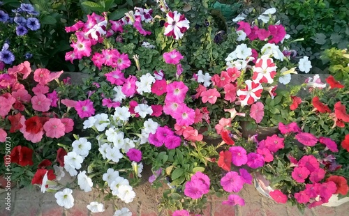 Wallpaper Mural flowers in the garden Torontodigital.ca