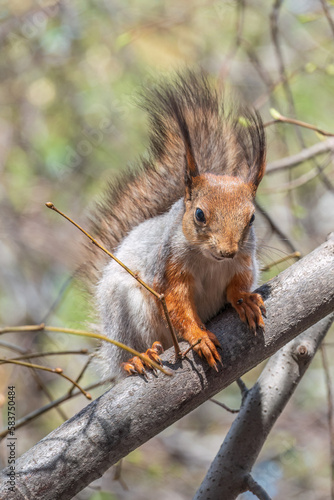 The squirrel sits on a branches in the spring or summer.