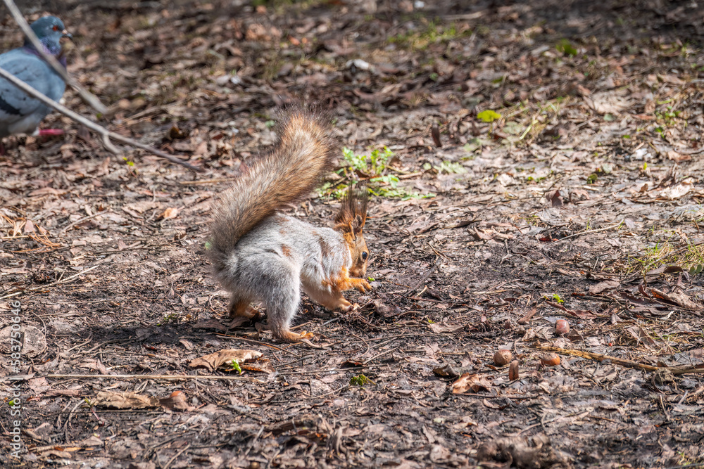 Squirrel in autumn or spring hides nuts on the green grass with fallen yellow leaves Squirrel in autumn or spring hides nuts on the green grass with fallen yellow leaves