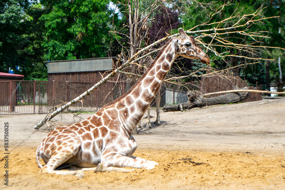 Obraz premium A giraffe is standing in a field with trees and a tree that has fallen on it. High quality photo